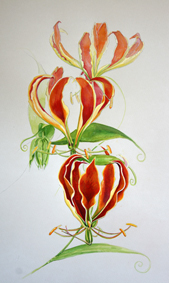 flame lillies ink watercolour coloured pencil